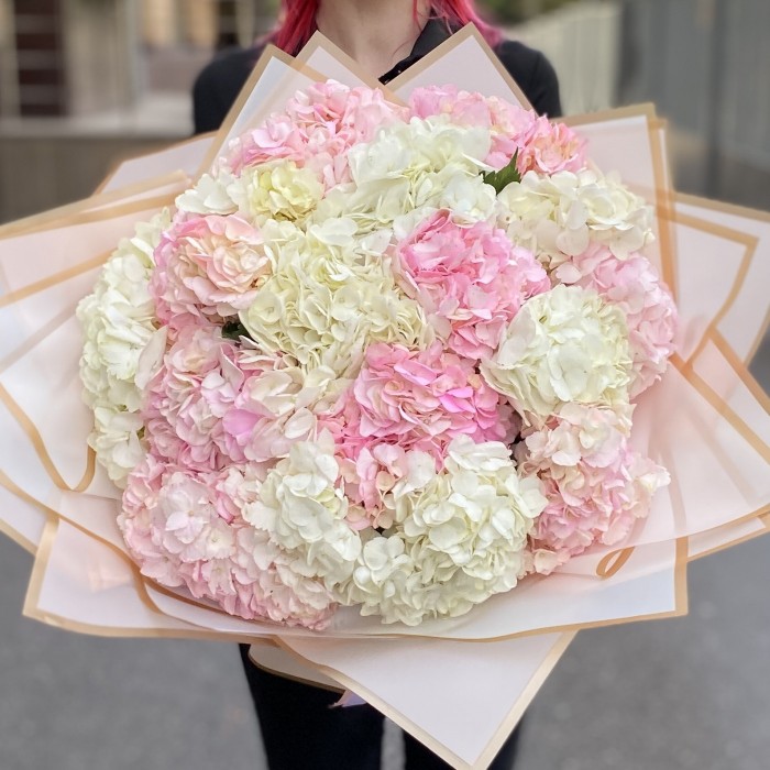 17 розовых и белых гортензий