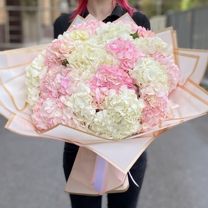 17 розовых и белых гортензий