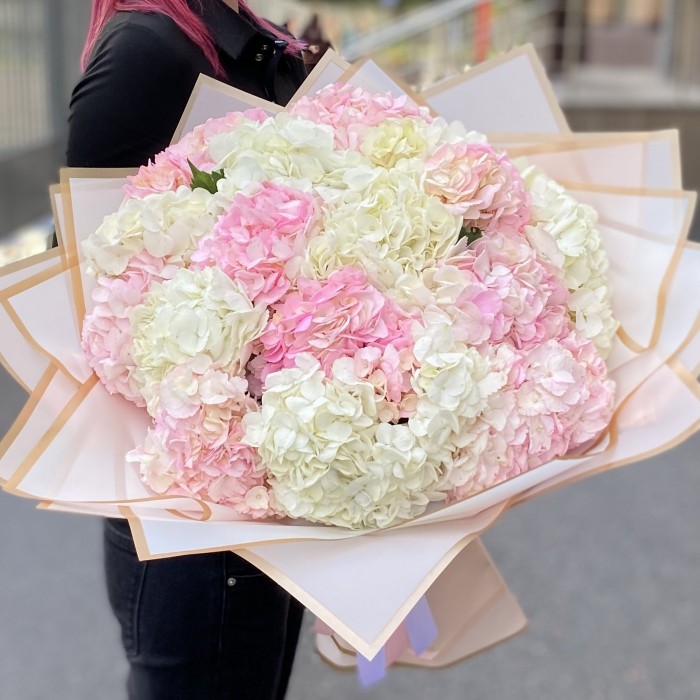 17 розовых и белых гортензий