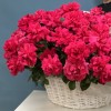 151 малиновая французская Роза  Пинк Флойд в корзине