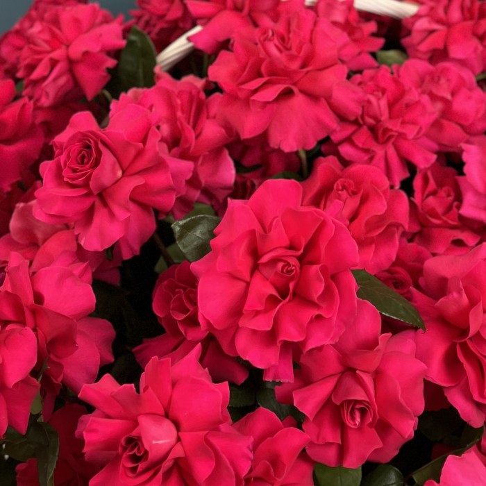 151 малиновая французская Роза  Пинк Флойд в корзине