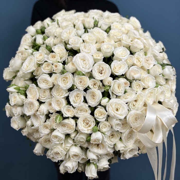 51 ароматная белая роза Сноу бабл в коробке