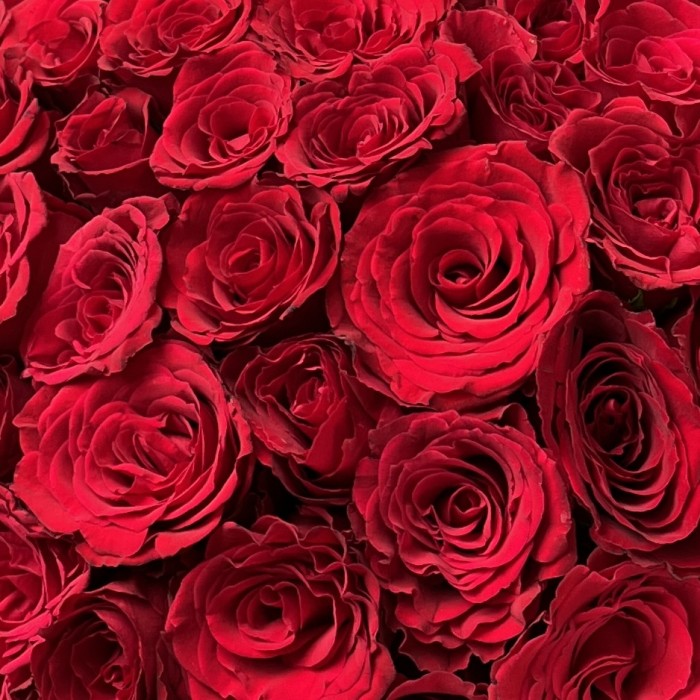 41 красная роза Махе