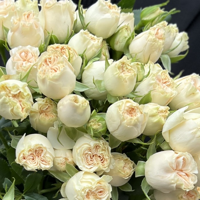 7 кустовых пионовидных роз Саммер-роз 50 см