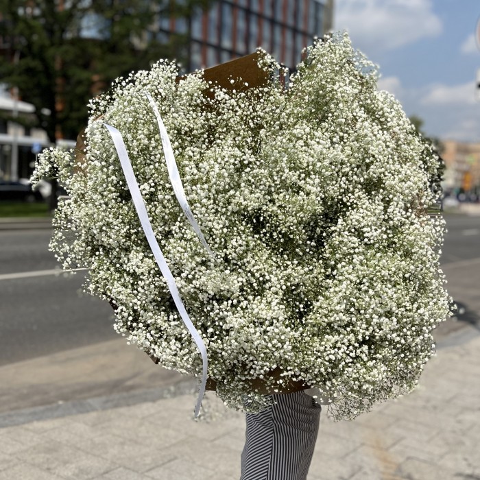 101 белая гипсофила