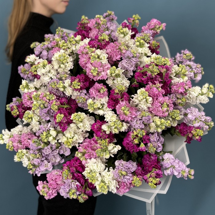 101 маттиола яркий MIX