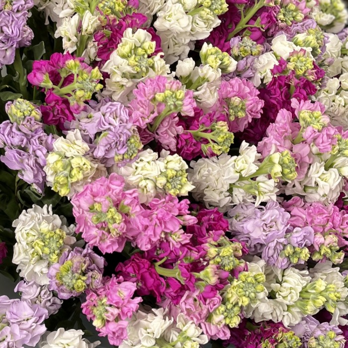 101 маттиола яркий MIX