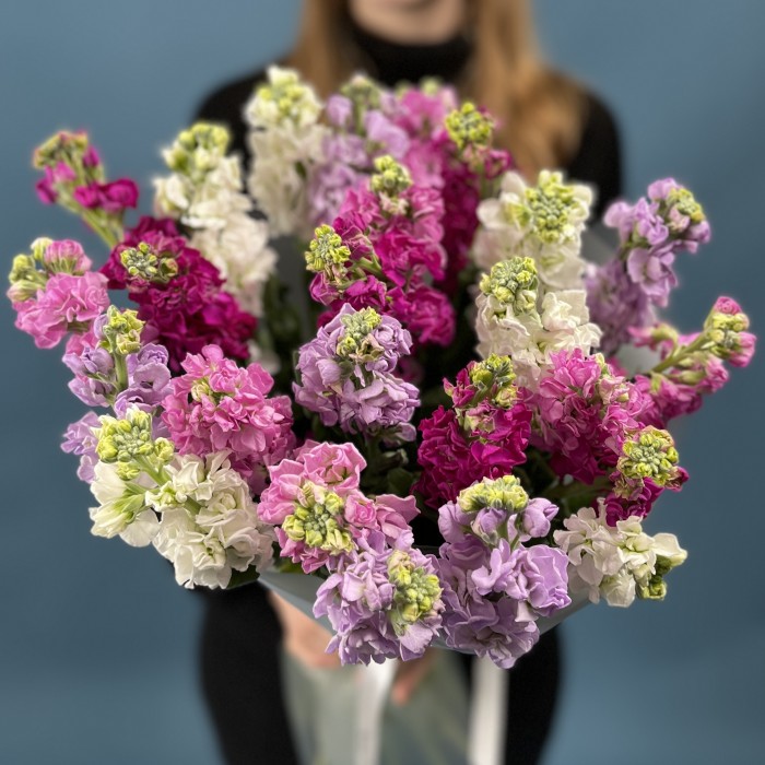 25 маттиол яркий MIX