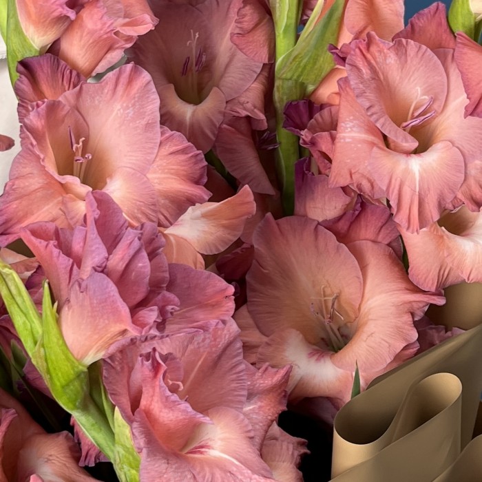 7 розово-фиолетовых гладиолусов