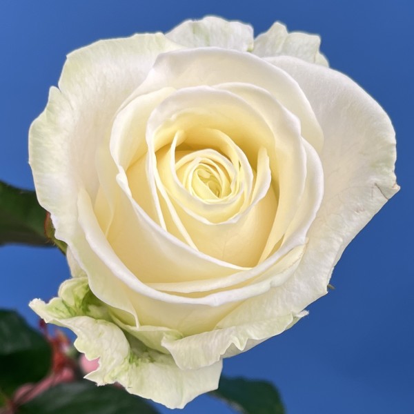 Роза 60 см Белая Аваланш