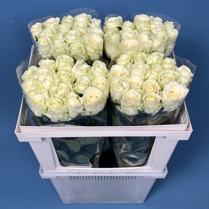 Роза 60 см Белая Аваланш