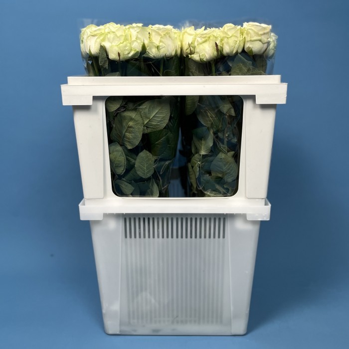 Роза 60 см Белая Аваланш