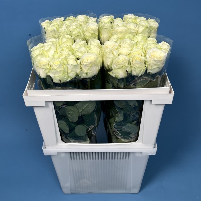 Роза 60 см Белая Аваланш