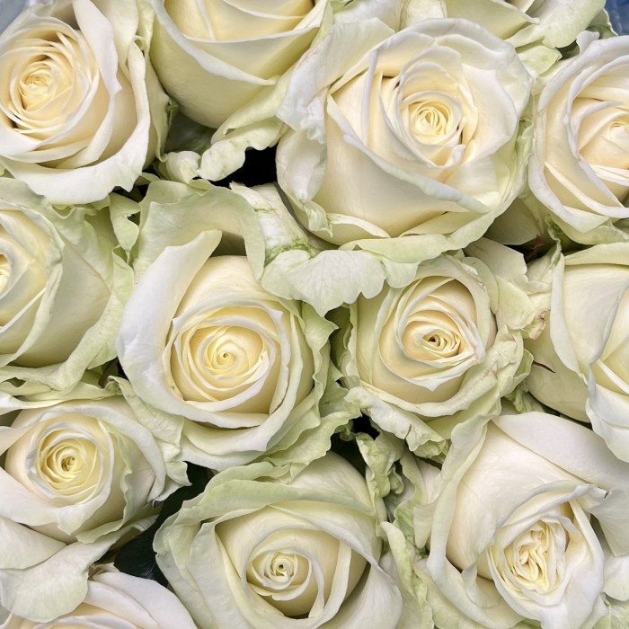 Роза 60 см Белая Аваланш