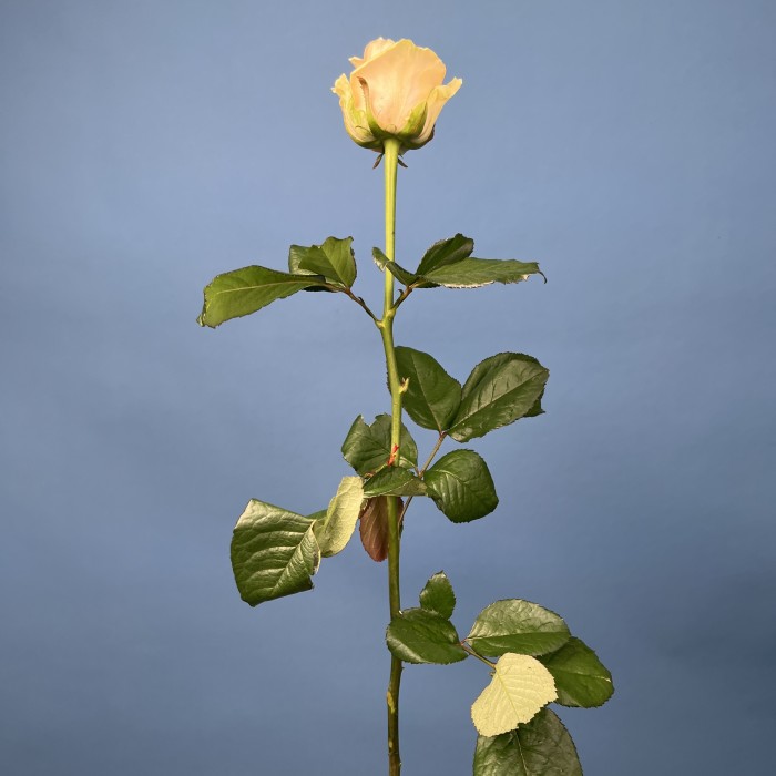 Роза 60 см Персиковая Аваланш Пич