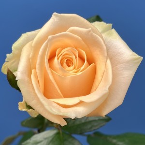 Роза 60 см Персиковая Аваланш Пич