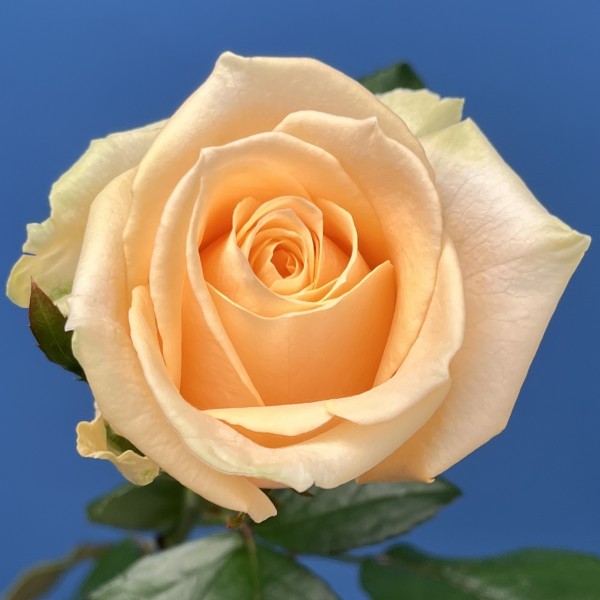 Роза 60 см Персиковая Аваланш Пич