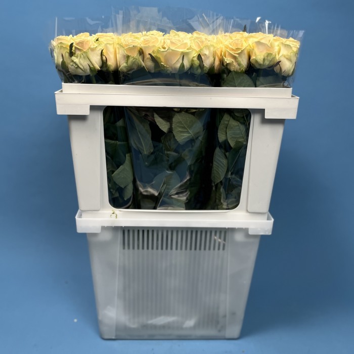 Роза 60 см Персиковая Аваланш Пич