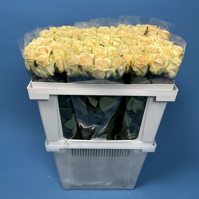 Роза 60 см Персиковая Аваланш Пич