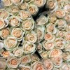 Роза 60 см Персиковая Аваланш Пич