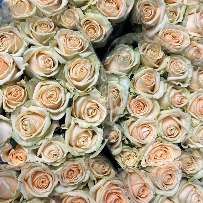 Роза 60 см Персиковая Аваланш Пич