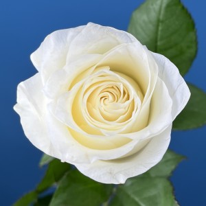 Роза 40 см Белая Каунтдаун