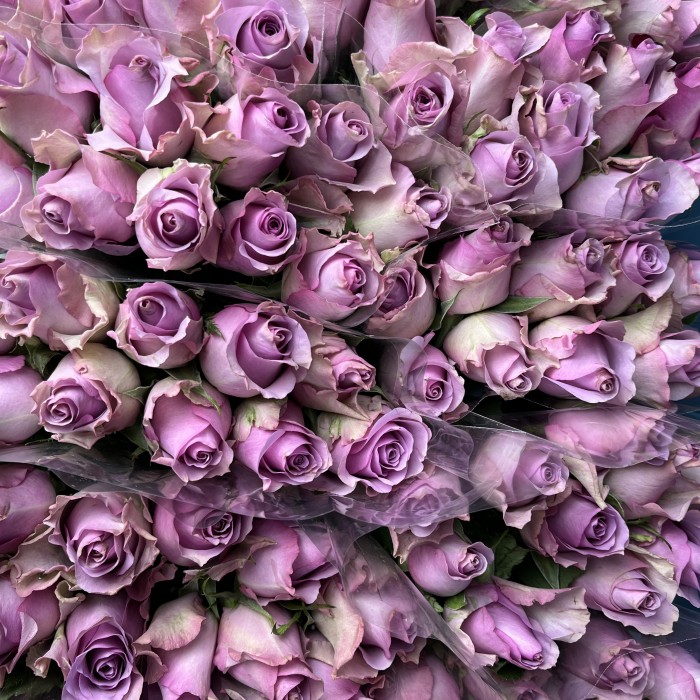 Роза 40 см Сиреневая Найтингейл