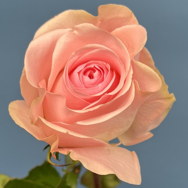 Роза 60 см Розовая Новия