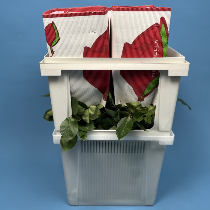 Роза 60 см Розовая Новия