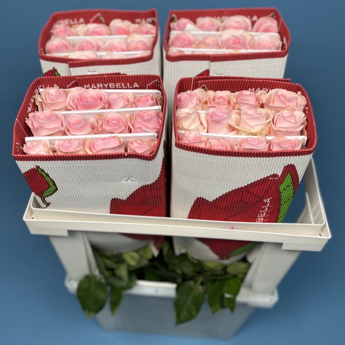 Роза 60 см Розовая Новия