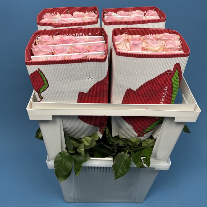 Роза 60 см Розовая Новия