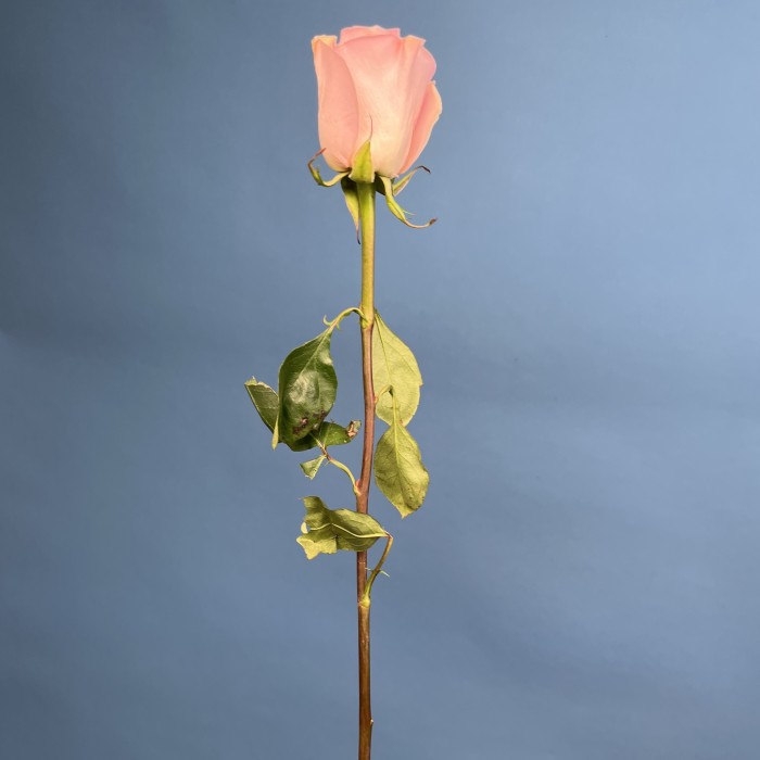 Роза 60 см Розовая Новия