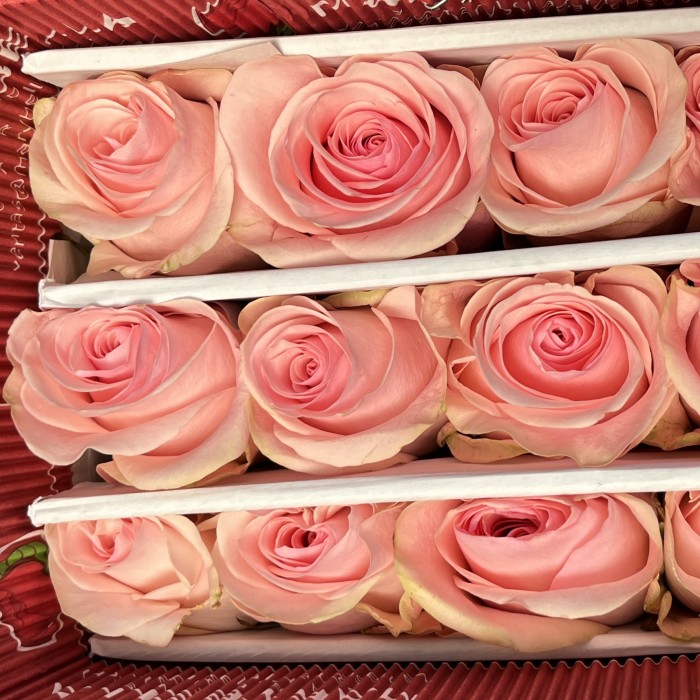 Роза 60 см Розовая Новия