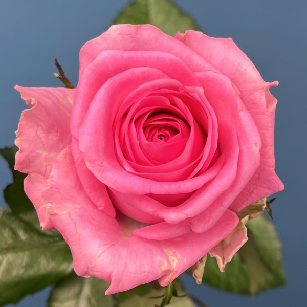 Роза 60 см Розовая Ревиваль