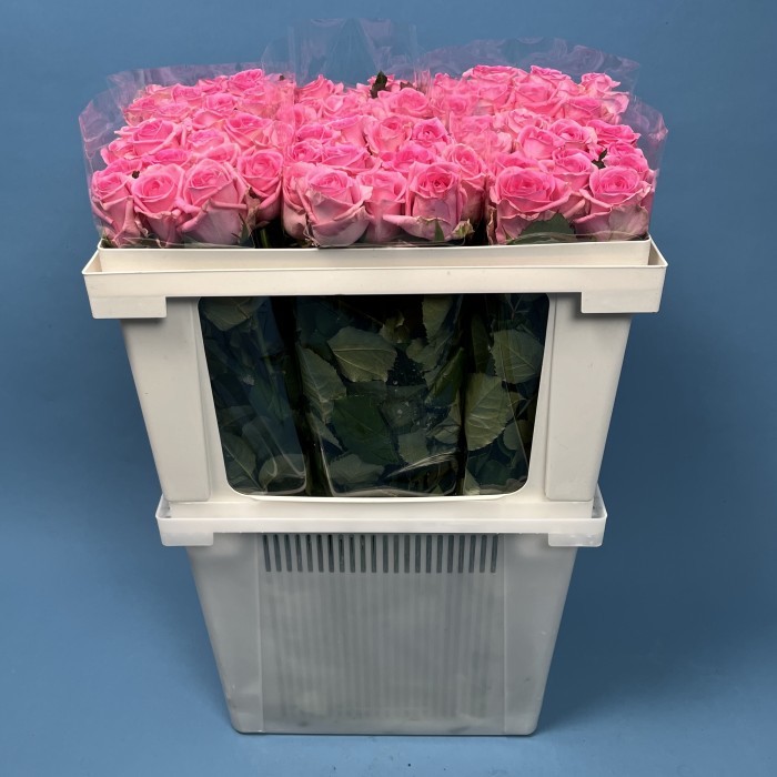 Роза 60 см Розовая Ревиваль