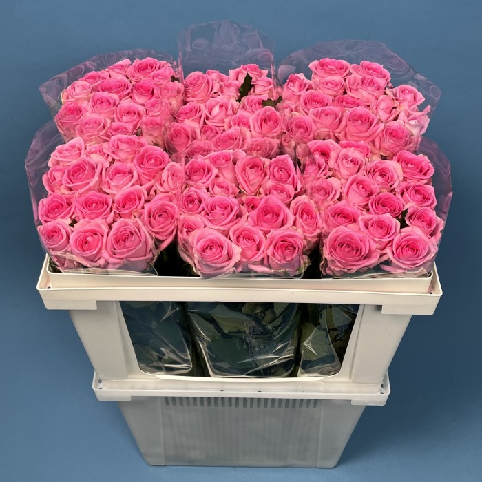 Роза 60 см Розовая Ревиваль