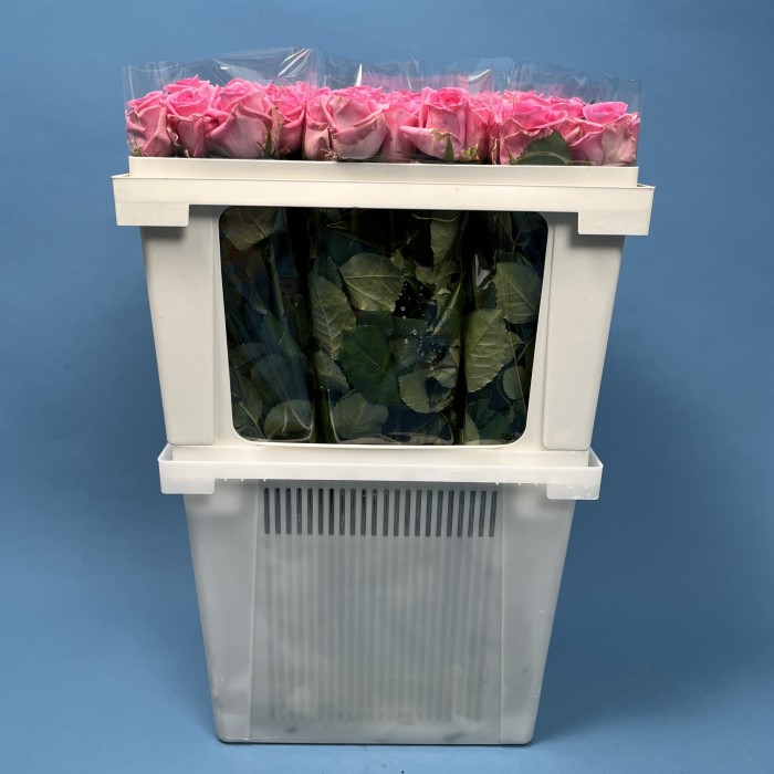 Роза 60 см Розовая Ревиваль