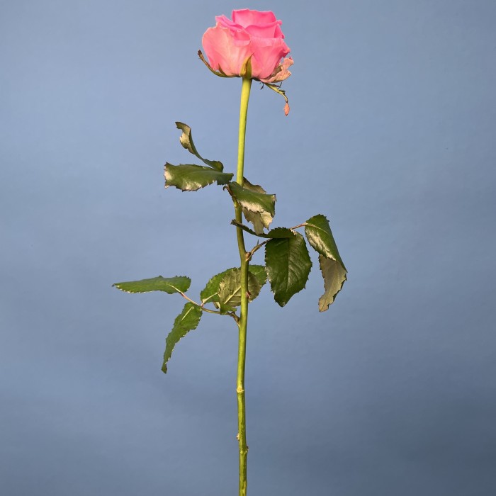 Роза 60 см Розовая Ревиваль