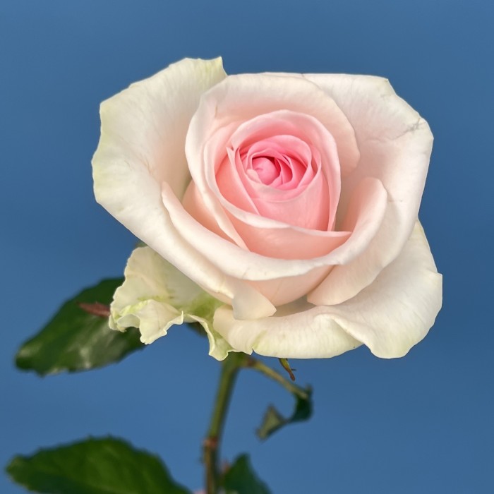 Роза Свит Ревиваль 60 см