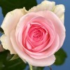 Роза 60 см Нежно-розовая Свит Ревиваль