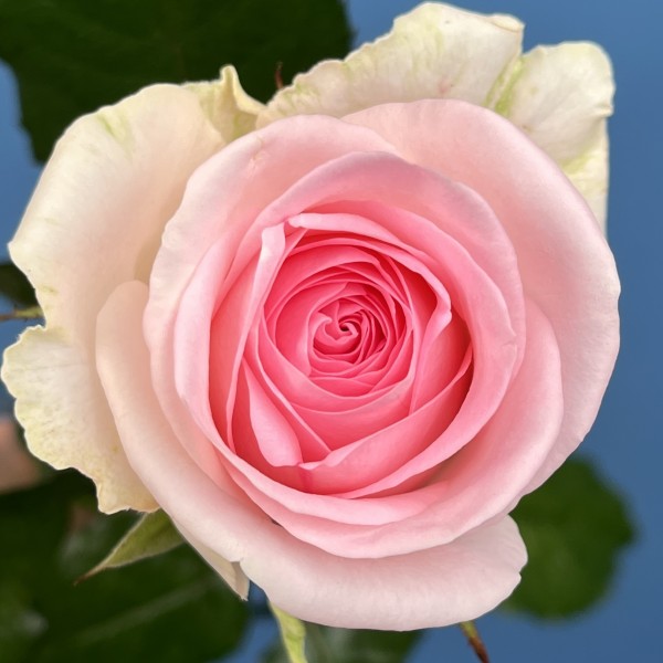 Роза 60 см Нежно-розовая Свит Ревиваль