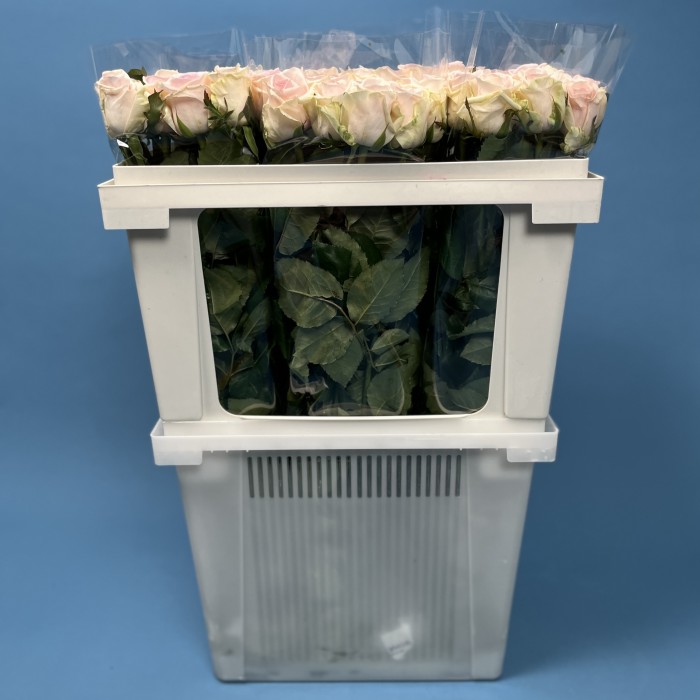 Роза 60 см Нежно-розовая Свит Ревиваль