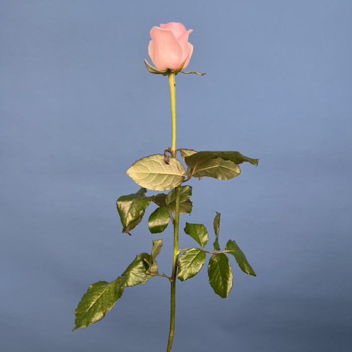 Роза 60 см Нежно-розовая Свит Ревиваль