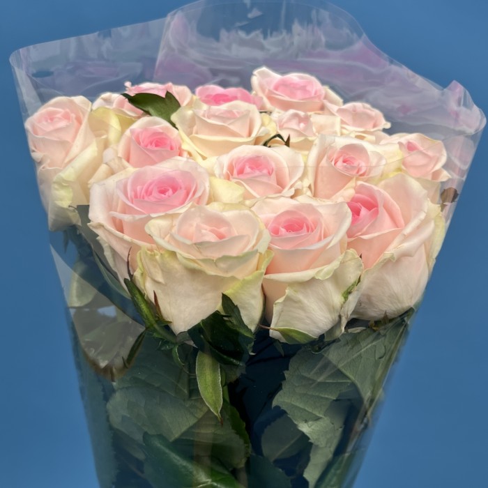 Роза 60 см Нежно-розовая Свит Ревиваль