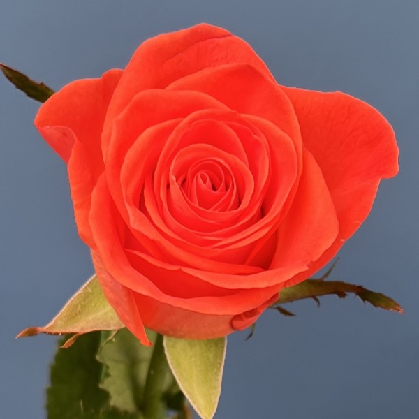 Роза 60 см Оранжевая Вау