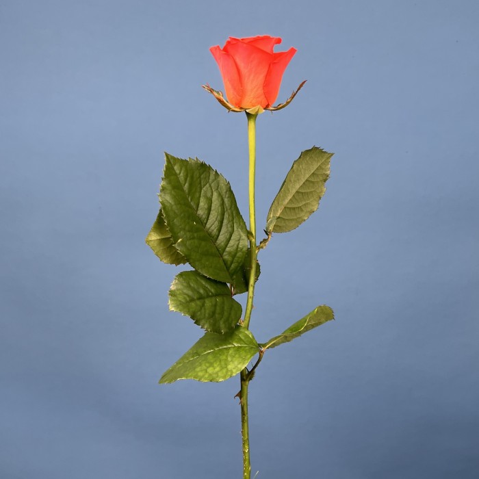 Роза 60 см Оранжевая Вау