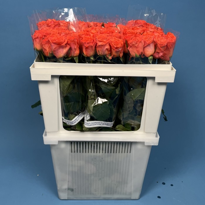 Роза 60 см Оранжевая Вау