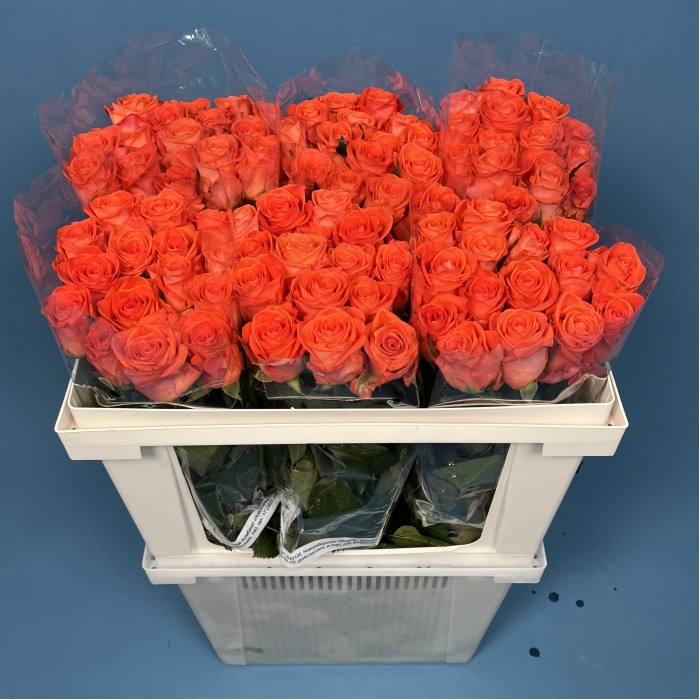 Роза 60 см Оранжевая Вау