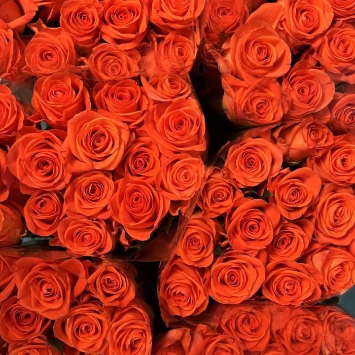 Роза 60 см Оранжевая Вау
