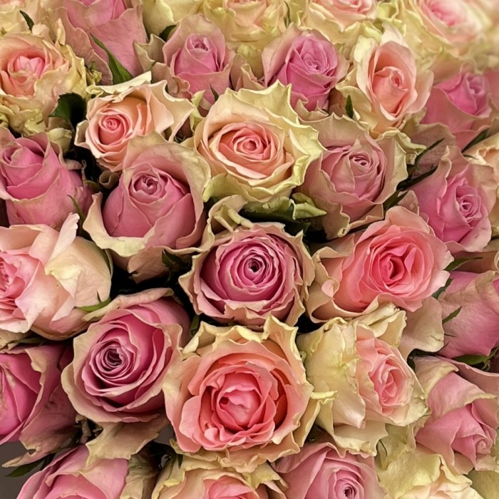 101 роза сиренево-розовый микс